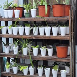 Starter Plants  Today $3. Ea 2 For $5. Orange Potted Plants $5.00 Ea And More