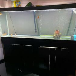 Fish Tank 