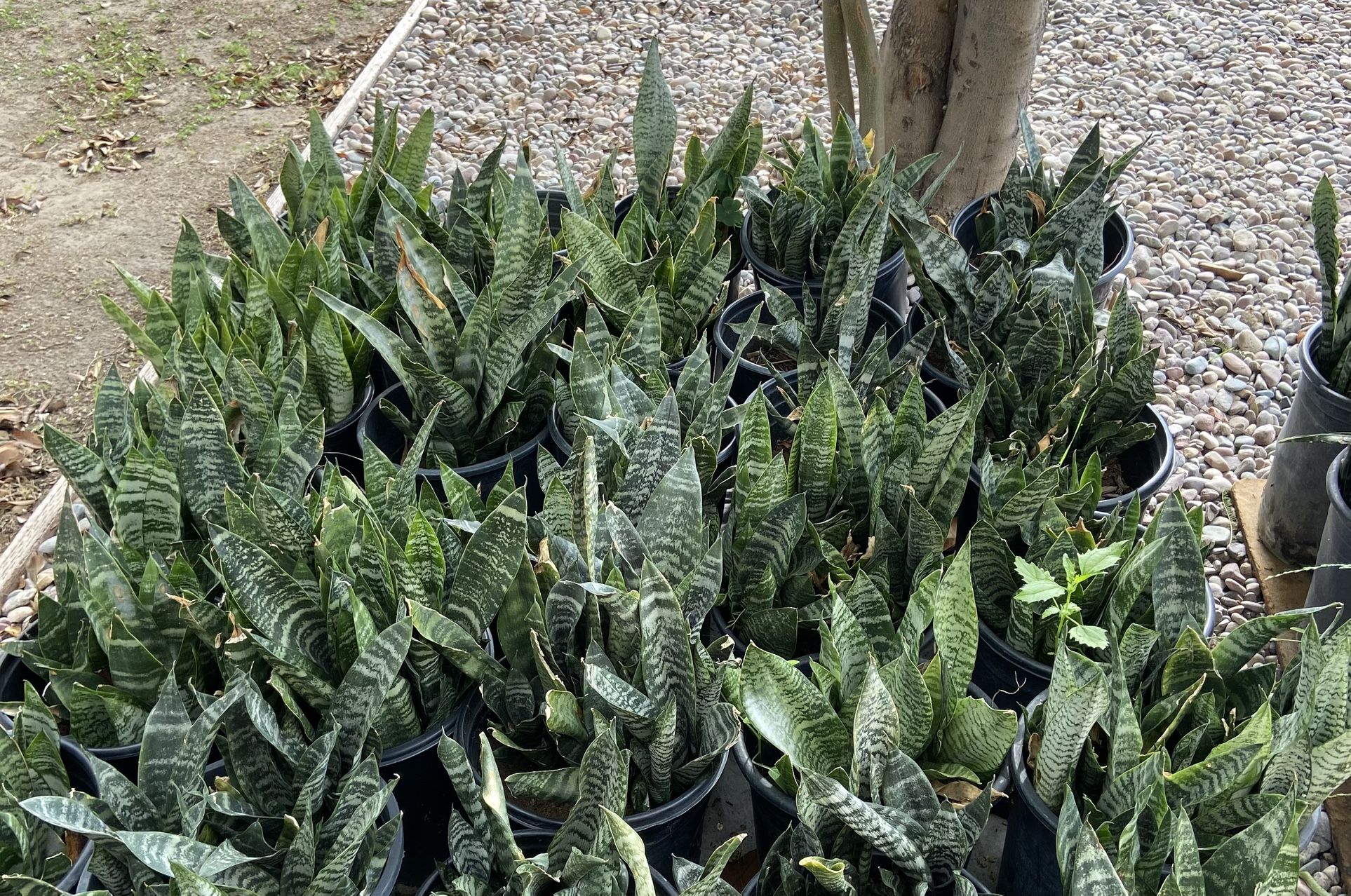 5 Gallon Pots Snake Plant ($20 Each)