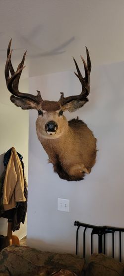 Mule Deer Shoulder Mount 