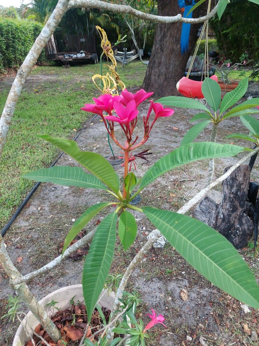 Plumeria Trees
