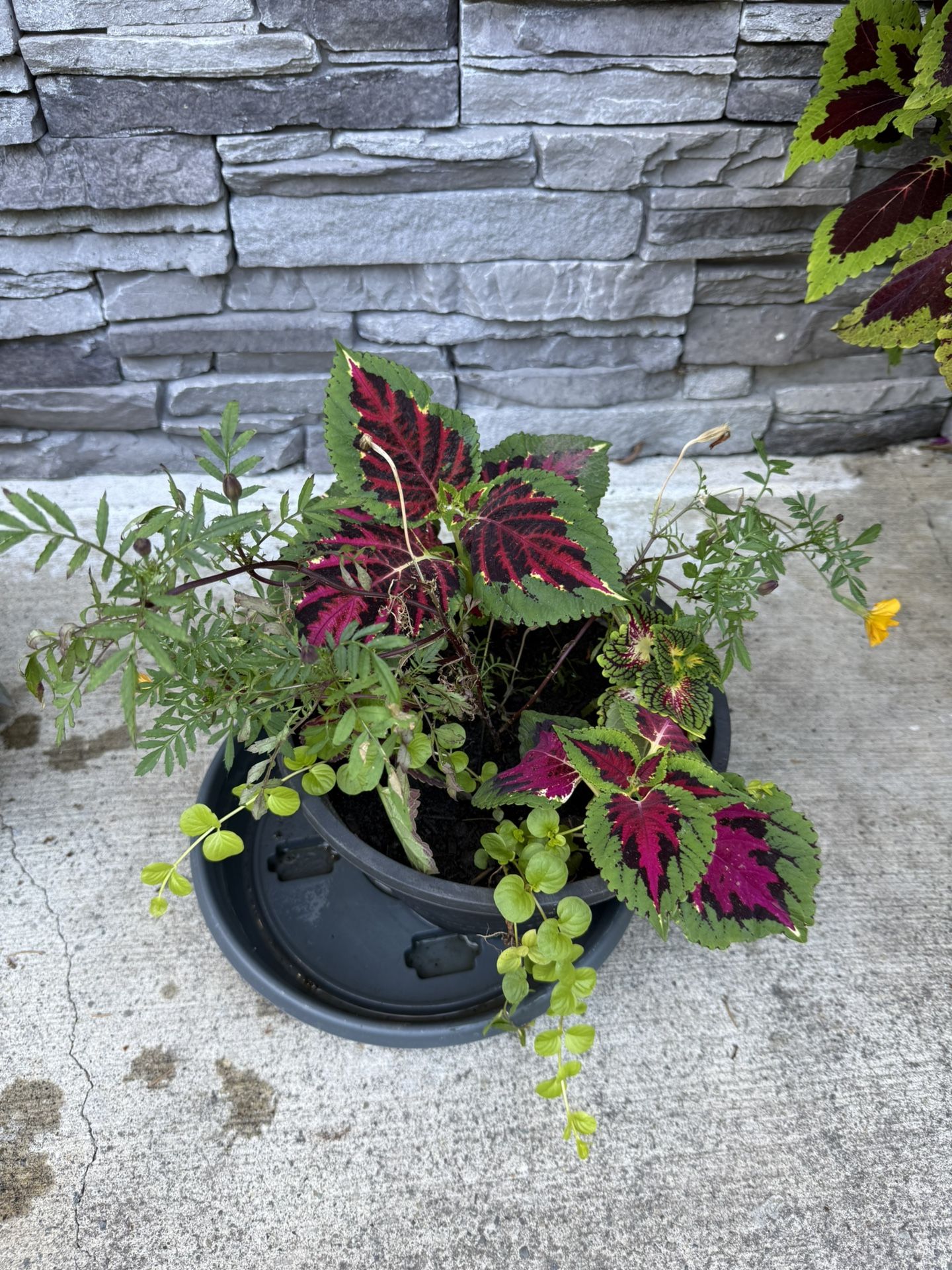 Coleus Plants In Pots Vibrant Colors With Marigolds Blooming