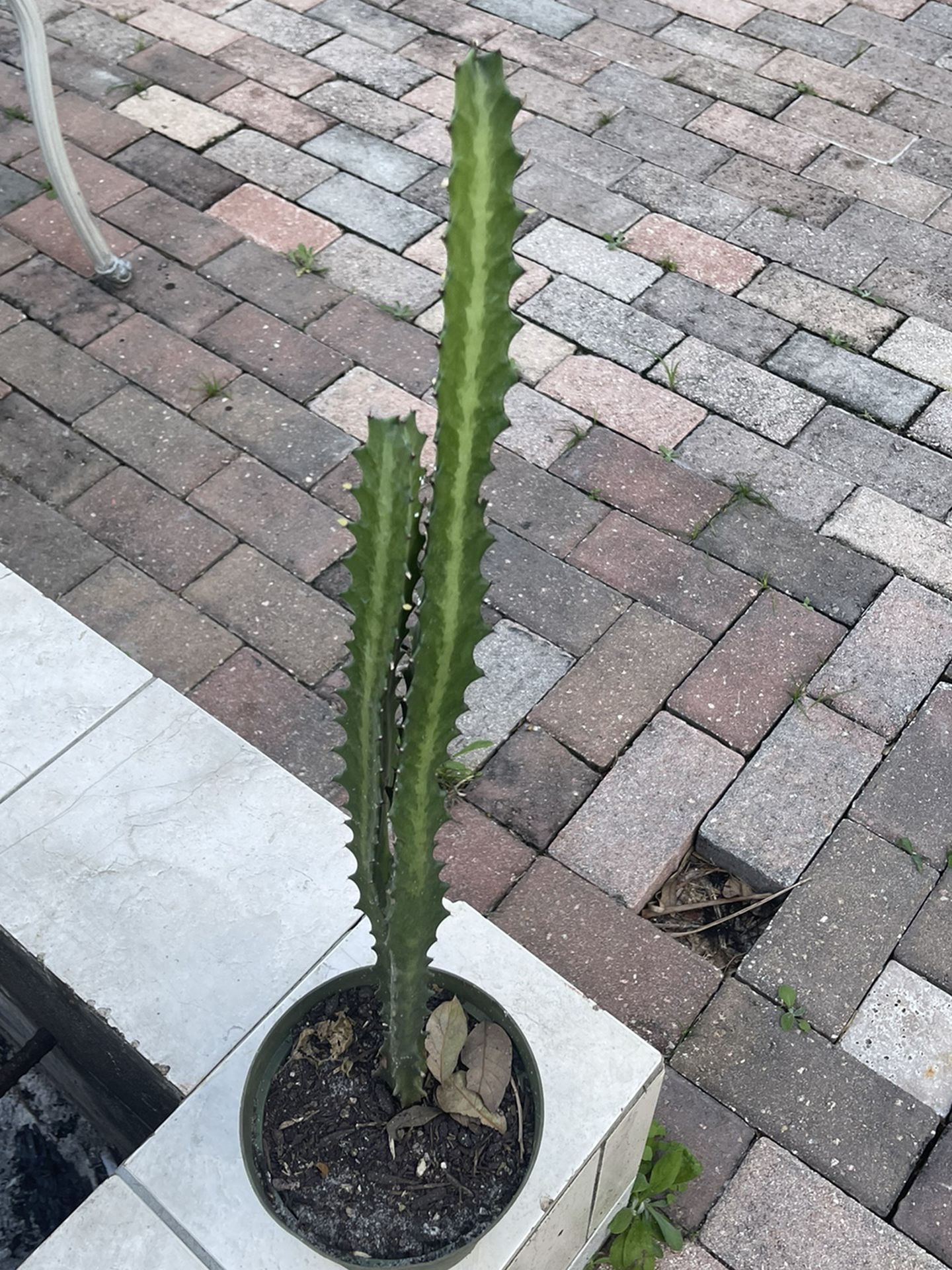 succulent cactus