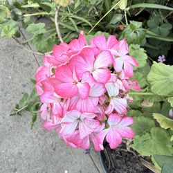 Geraniums plants flowers