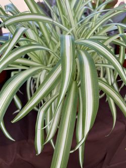 Spider Plant 🕷