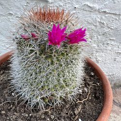Cactus In Terra-Cotta Pot