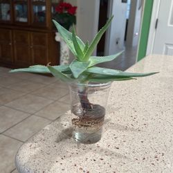 GHOST. AGAVE  SUCCULENT. CUTTING. WITH. ROOTS