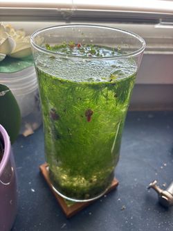 Large free bag of hornwart with some small dwarf water lettuce also a little frogbit. Also has some ramshorns mixed in