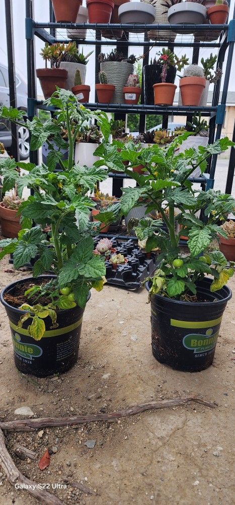 Tomato Plants