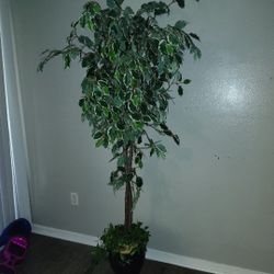 Fake Plants Need Gone Today 