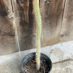 Golden Rats Tail Cactus Live Potted Plant in 1 Gallon Pot  Cash only  