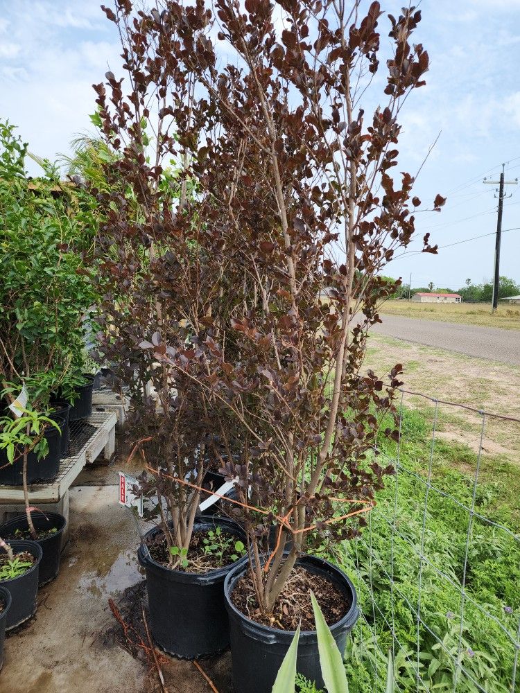 Crape Myrtle Black Diamond 15gallones 6 Ft Tall Arts & Crafts supplies