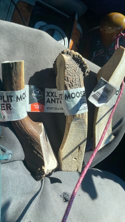 Moose antler