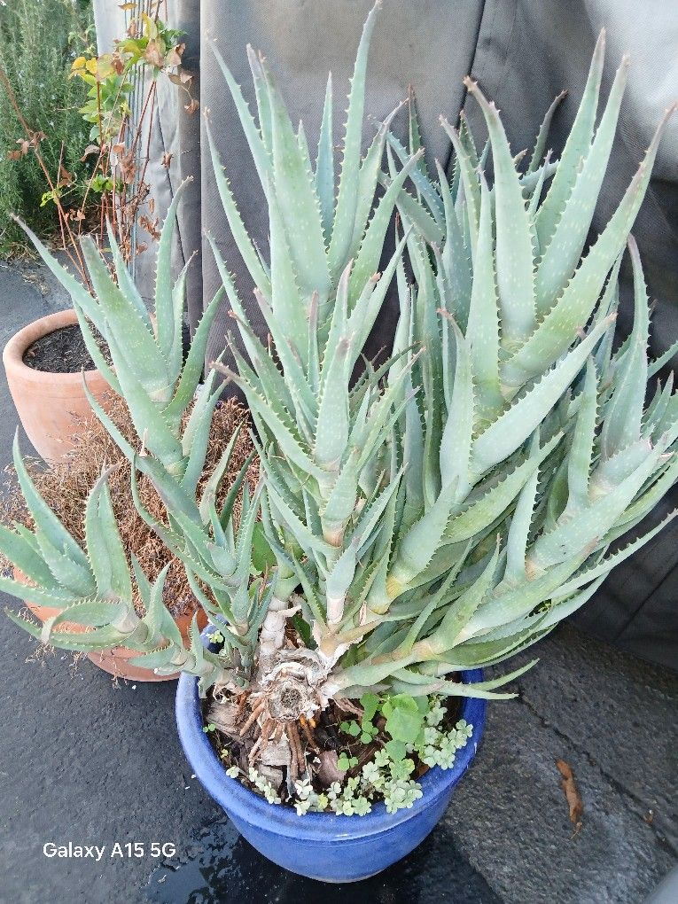 Cactus Plant In Pot