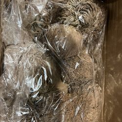 Rose Of Jericho 