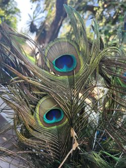 PEAKCOCK FEATHERS 1 EACH