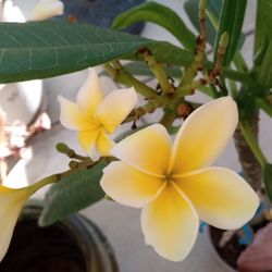 Beautiful And Healthy Yellow And White Flower Plumeria  Plants