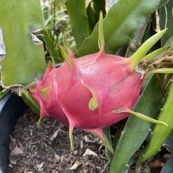 Dragon Fruit Tree