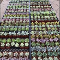 2 inch succulent and cactus Party Favors in Covina