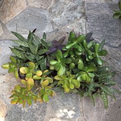 Succulent Beautiful Plant