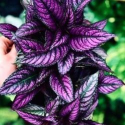 Beautiful Ornamental Plant 🪴 