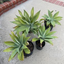 Foxtail Agave OR Agave Attenuata