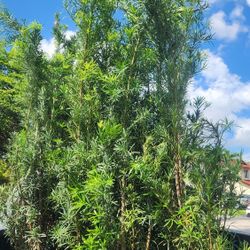 Beautiful Podocarpus Plants For Inmediate Privacy!!! 6 Feet Tall!  Fertilized 