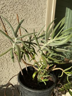 Cotyledon Succulent