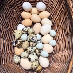 Farm fresh Eggs ( Quail or chicken)