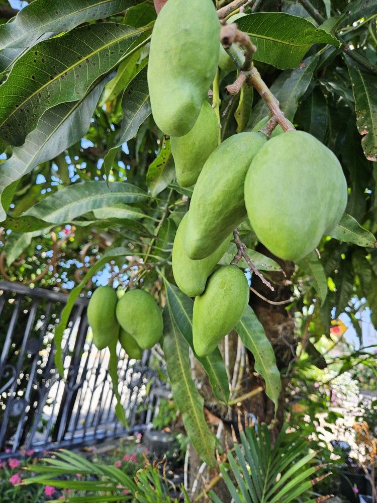 Mangos Verdes De Coche De Guatemala