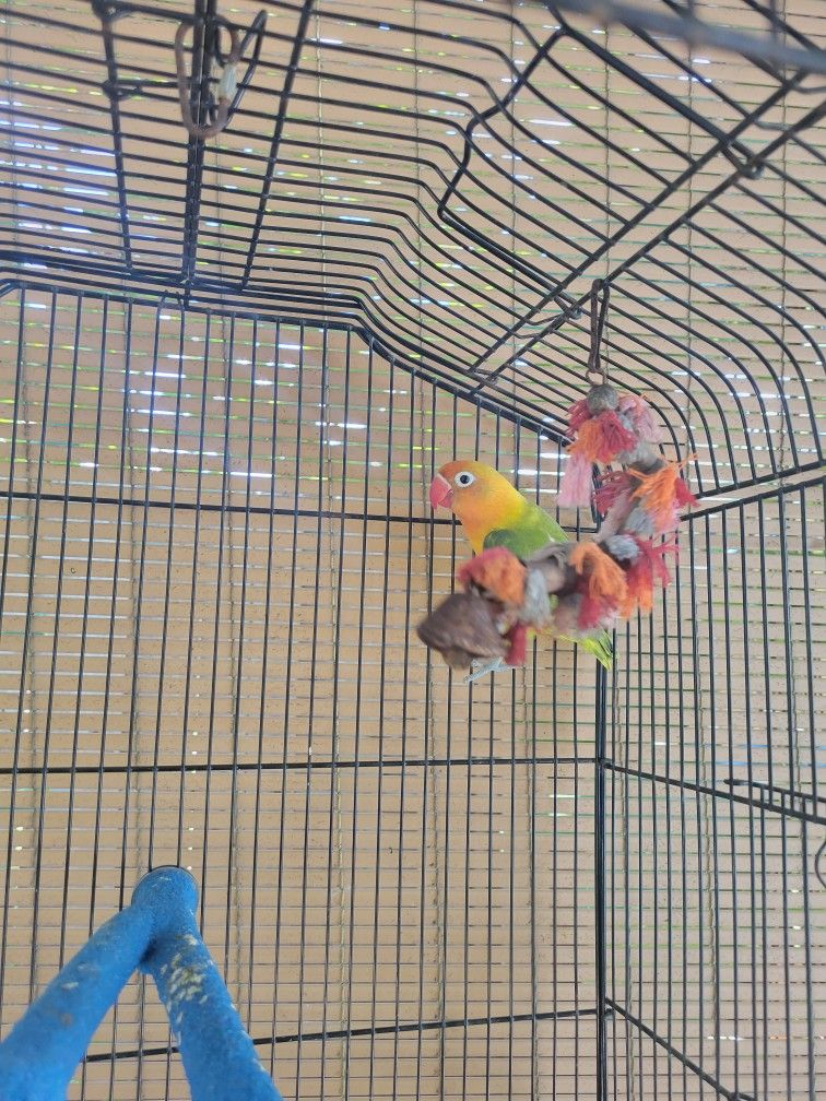 Bird Cage