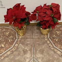 Free Poinsietta Plants