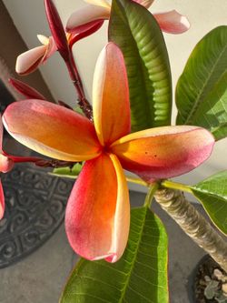 Blooming Plumeria Plant H4