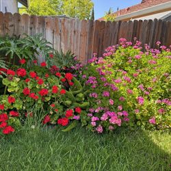 Red And Pink Geranium Clippings 