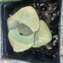 Pleiospilos Nelii, Split Rock  Succulent Plant 2.5" Pot 