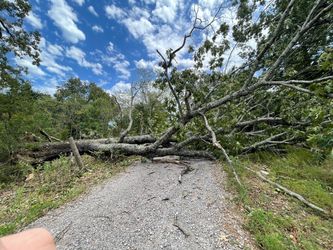 Free green oak fire wood