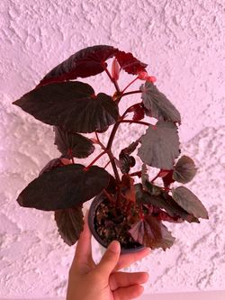 Begonia Dark Plant - 5inch