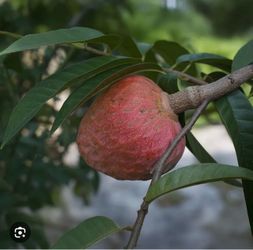 Red Custard apple trees