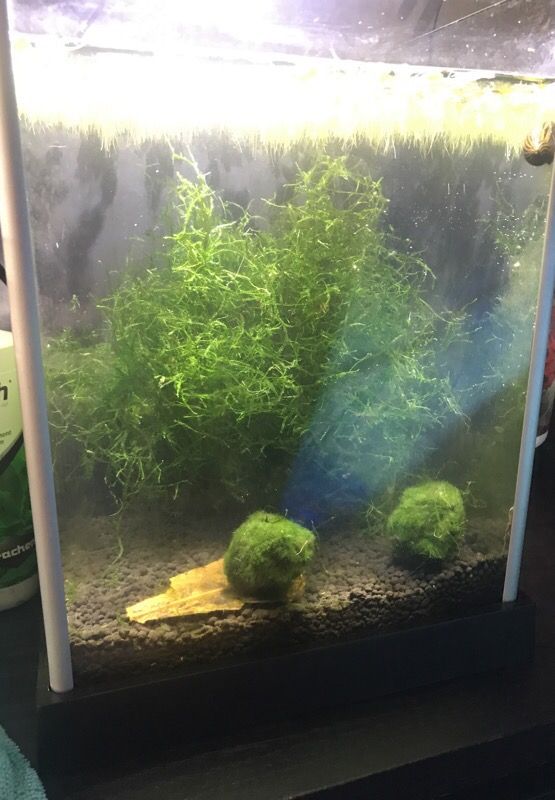 Java Moss, duck weed and marimo balls for sale