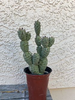 Paper Spine Cactus Live Succulent in 4” Pot
