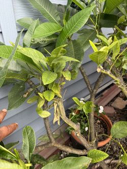 Plomeria Plant