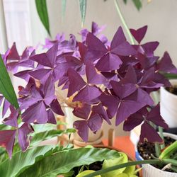 Large Purple Shamrock