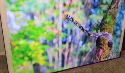 65 LG 4K smart HDTV $55 and financing for deliveries six month warranty