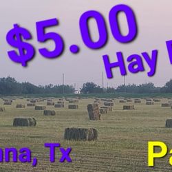 SQUARE HAY BALES