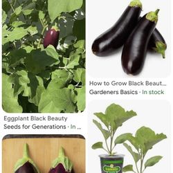 Eggplant 🍆 Plants