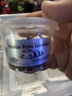 Panda King Isopod Cups! 10+++ Show Special!