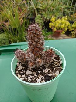 Small cactus in 4 inch containers $2.00 each