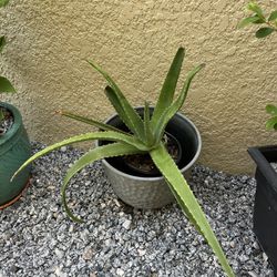 Large, Healthy Aloe Vera Plant