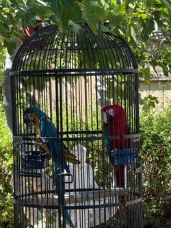 Birdcage