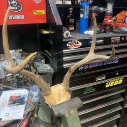 Mule Deer Antlers
